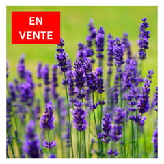 Lavender *SALE* |Lavande *EN VENTE*