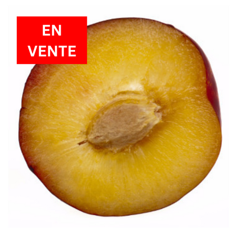 Plum *SALE* |Prune *EN VENTE*