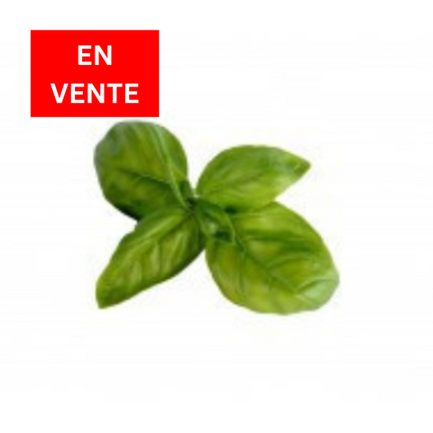 Basil *SALE* |Basilic *EN VENTE*