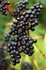 Sureau Balsamique/Elderberry Balsamic/