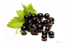 Blackcurrant|Cassis