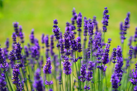 Lavender|Lavande