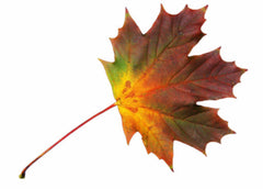 Maple|Érable